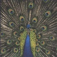 Bluetones - Expecting To Fly i gruppen CD / Pop hos Bengans Skivbutik AB (554304)
